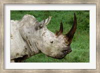 Framed Head of a White Rhinoceros, Lake Nakuru National Park, Kenya