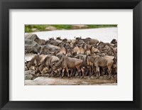 Framed Wildebeest herd wildlife, Serengeti NP, Tanzania