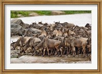 Framed Wildebeest herd wildlife, Serengeti NP, Tanzania
