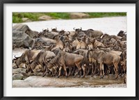 Framed Wildebeest herd wildlife, Serengeti NP, Tanzania