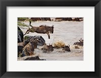 Framed Wildebeest jumping into Mara River, Masai Mara Game Reserve, Kenya