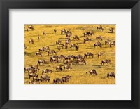 Framed Wildebeest Migration, Masai Mara Game Reserve, Kenya
