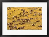 Framed Wildebeest Migration, Masai Mara Game Reserve, Kenya
