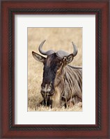 Framed Wildebeest resting, Ngorongoro Crater, Tanzania
