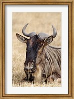 Framed Wildebeest resting, Ngorongoro Crater, Tanzania