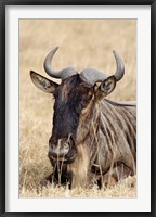 Framed Wildebeest resting, Ngorongoro Crater, Tanzania