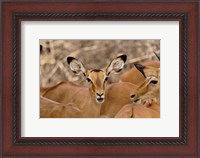 Framed Wildlife, Female Impala, Samburu Game Reserve, Kenya