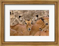 Framed Wildlife, Female Impala, Samburu Game Reserve, Kenya