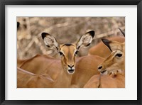 Framed Wildlife, Female Impala, Samburu Game Reserve, Kenya