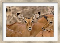 Framed Wildlife, Female Impala, Samburu Game Reserve, Kenya