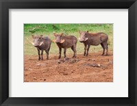 Framed Warthog, Aberdare National Park, Kenya