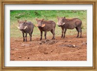 Framed Warthog, Aberdare National Park, Kenya