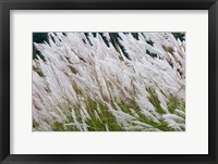 Framed Wild dogtail grasses swaying in wind, Bhutan