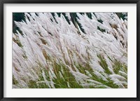 Framed Wild dogtail grasses swaying in wind, Bhutan