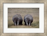 Framed White Rhinos in Lake Nakuru National Park, Kenya