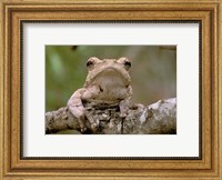 Framed Tree Frog, Phinda Reserve, South Africa