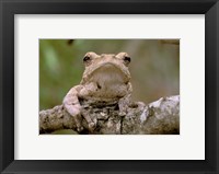 Framed Tree Frog, Phinda Reserve, South Africa