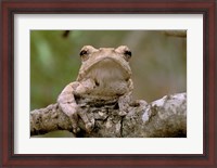 Framed Tree Frog, Phinda Reserve, South Africa