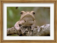 Framed Tree Frog, Phinda Reserve, South Africa