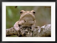 Framed Tree Frog, Phinda Reserve, South Africa