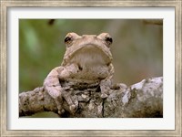 Framed Tree Frog, Phinda Reserve, South Africa