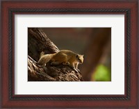 Framed Tree squirrel, Okavango Delta, Botswana, Africa