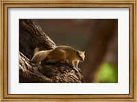 Framed Tree squirrel, Okavango Delta, Botswana, Africa