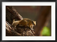 Framed Tree squirrel, Okavango Delta, Botswana, Africa