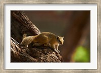 Framed Tree squirrel, Okavango Delta, Botswana, Africa