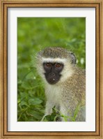 Framed Vervet Monkey, Chlorocebus pygerythrus, Kruger NP, South Africa