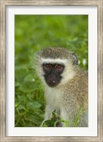 Framed Vervet Monkey, Chlorocebus pygerythrus, Kruger NP, South Africa