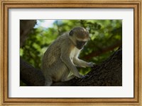 Framed Vervet monkey, Victoria Falls, Zimbabwe, Africa