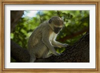 Framed Vervet monkey, Victoria Falls, Zimbabwe, Africa