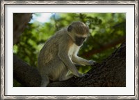 Framed Vervet monkey, Victoria Falls, Zimbabwe, Africa