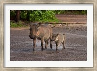 Framed Warthog and babies, Chobe Safari Lodge, Kasane, Botswana, Africa