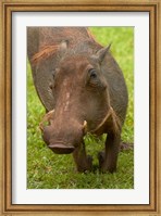 Framed Warthog, Kruger National Park, South Africa