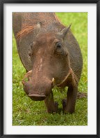 Framed Warthog, Kruger National Park, South Africa
