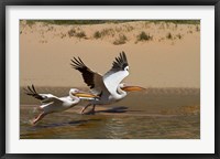 Framed White Pelicans, Sandwich Harbor, Namib-Naukluft, Namibia