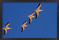 Framed White Pelicans in the sky, Sandwich Harbor, Namibia