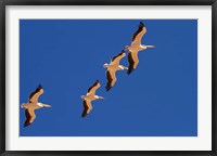 Framed White Pelicans in the sky, Sandwich Harbor, Namibia