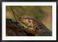 Framed White-throated monitor, Kruger NP, South Africa