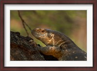 Framed White-throated monitor, Kruger NP, South Africa
