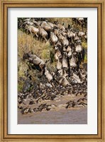 Framed Wildebeest crossing river Mara, Maasai Mara Wildlife Reserve, Kenya