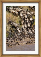 Framed Wildebeest crossing river Mara, Maasai Mara Wildlife Reserve, Kenya