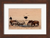 Framed Wildlife at Garub waterhole, Namib-Naukluft NP, Namibia, Africa.