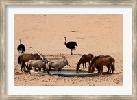 Framed Wildlife at Garub waterhole, Namib-Naukluft NP, Namibia, Africa.
