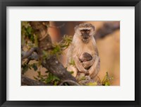 Framed Vervet monkey and infant, Okavango Delta, Botswana