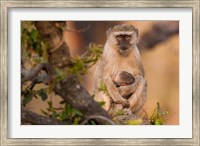 Framed Vervet monkey and infant, Okavango Delta, Botswana