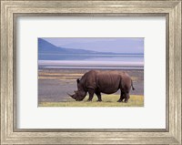 Framed White Rhinoceros, Lake Nakuru National Park, Kenya