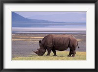 Framed White Rhinoceros, Lake Nakuru National Park, Kenya